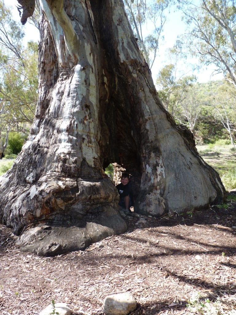 Mambray Creek Campground, Mt Remarkable National Park, South Australia