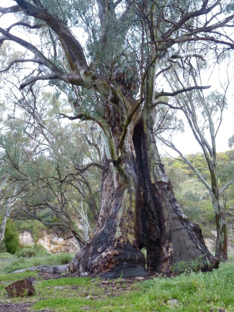 Mambray Creek Campground, Mt Remarkable National Park, South Australia