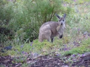Kangaroo, Mambray Creek Campground, Mt Remarkable National Park, South Australia