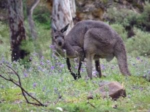 Kangaroo, Mambray Creek Campground, Mt Remarkable National Park, South Australia
