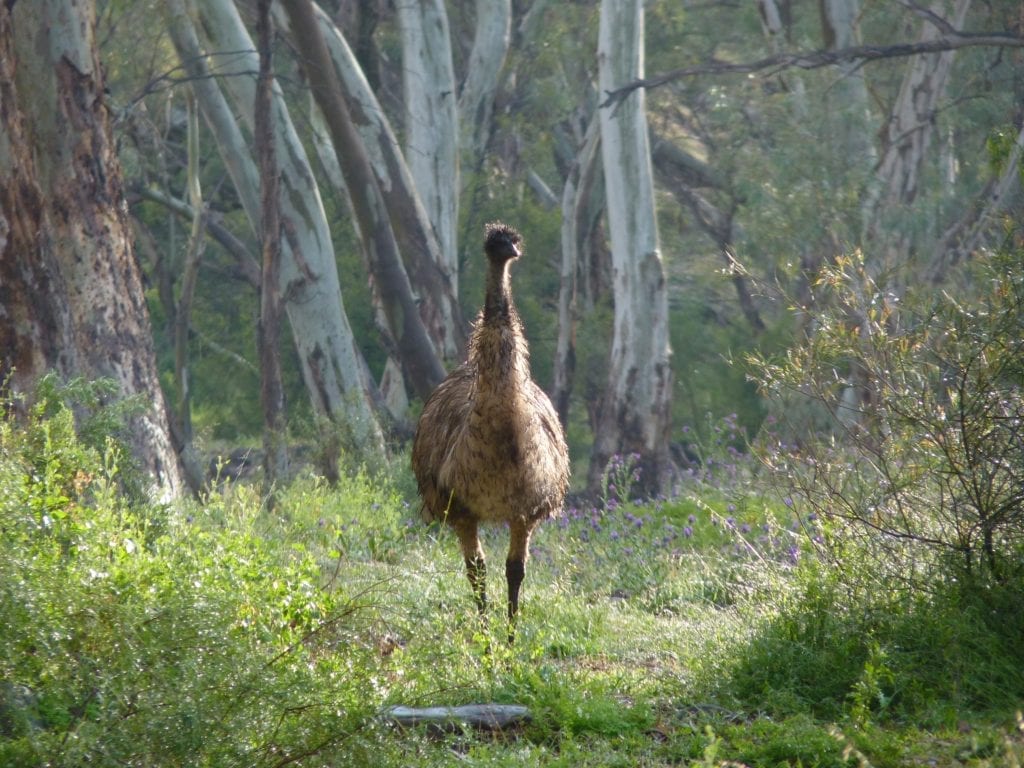 Emu Mambray Creek Mt Remarkable National Park