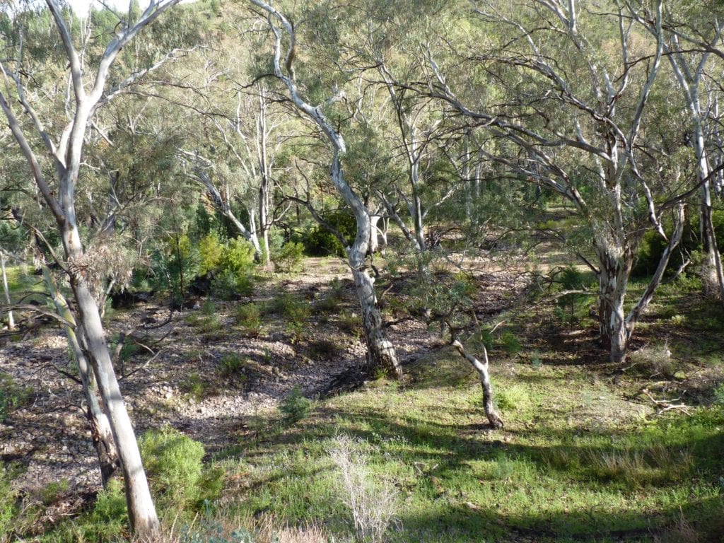 Hidden Gorge Walk, Mt Remarkable National Park, South Australia