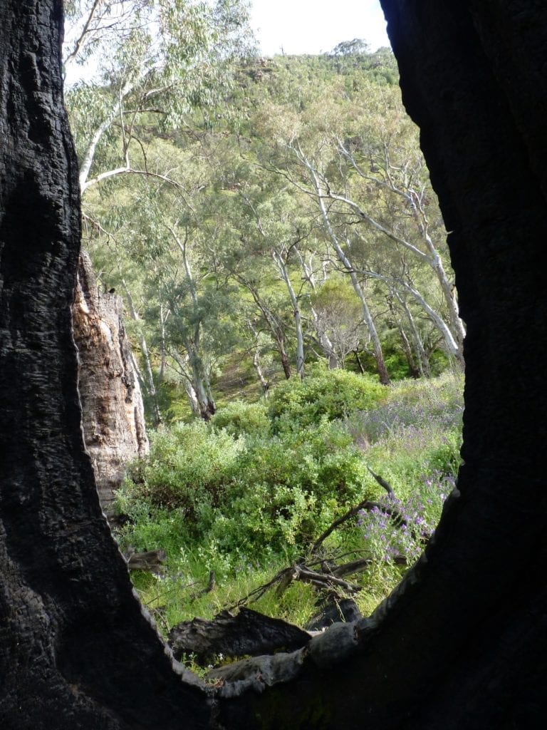 Hidden Gorge Walk, Mt Remarkable National Park, South Australia