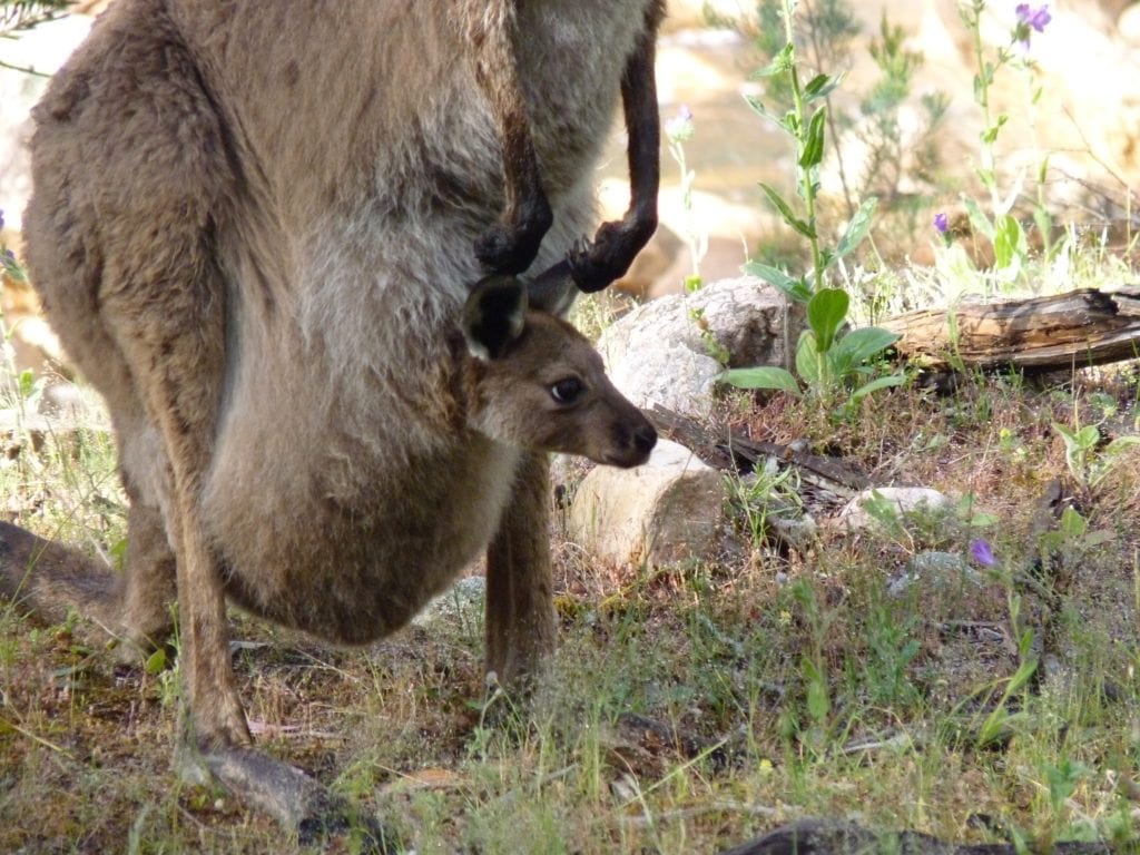 Kangaroo, Mambray Creek Campround, Mt Remarkable National Park, South Australia