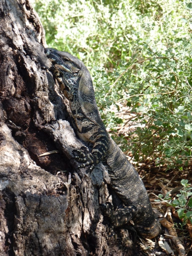 Mambray Creek Campground, Mt Remarkable National Park South Australia