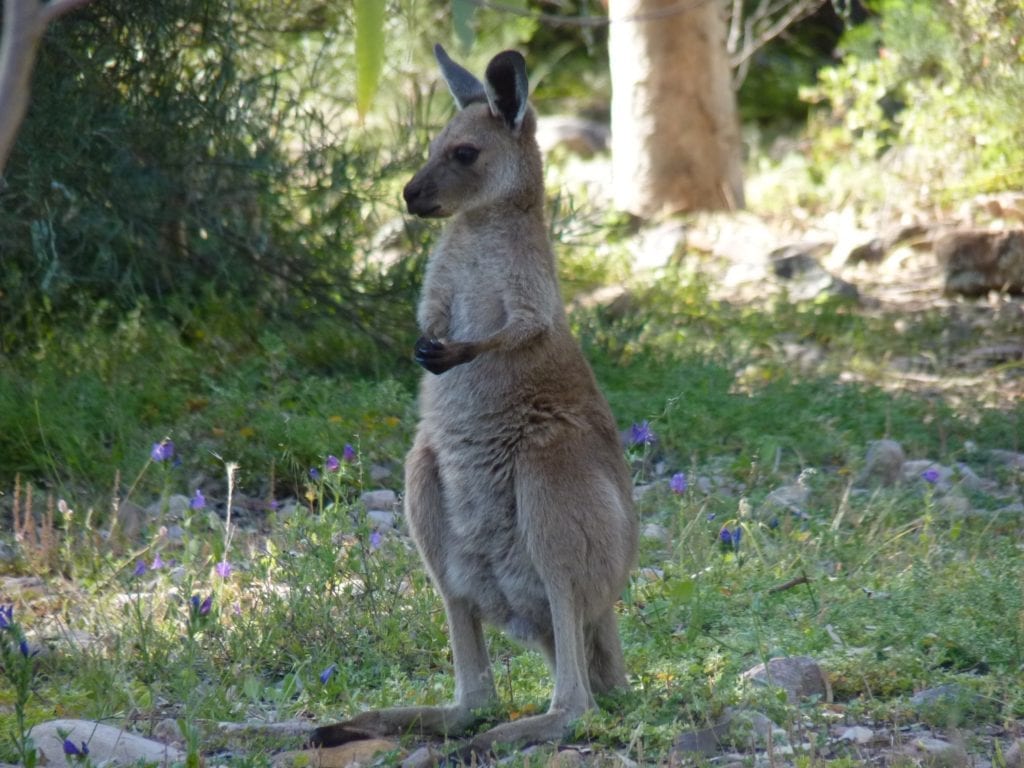 Kangaroo, Mambray Creek Campground, Mt Remarkable National Park South Australia