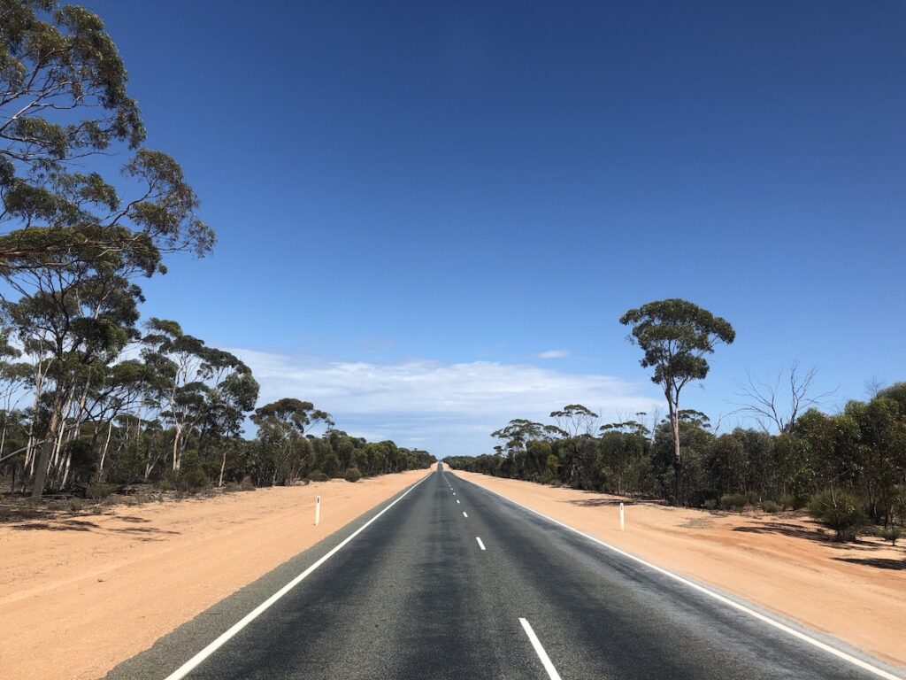 Salmon gums line the Eyre Highway at Fraser Ranger, Western Australia.