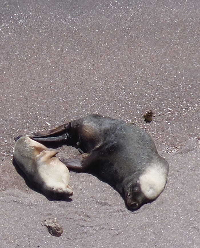 Sea Lion Colony Point Labatt South Australia