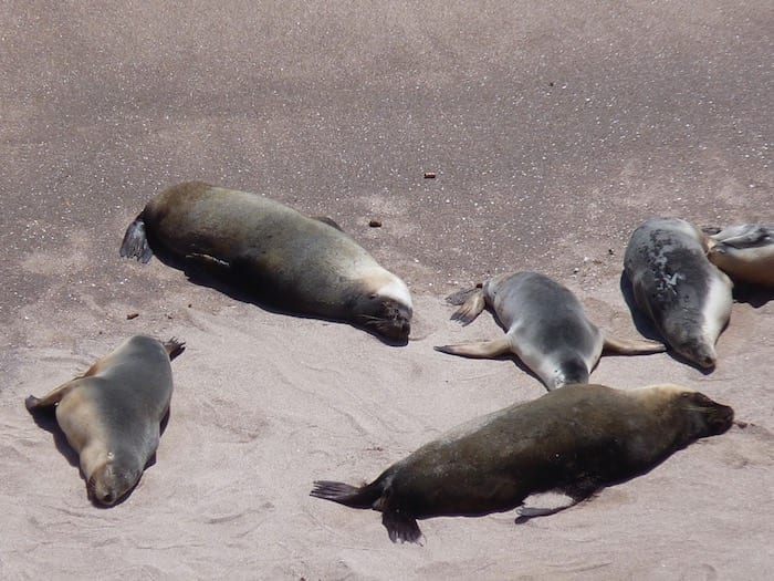 Sea Lion Colony Point Labatt South Australia