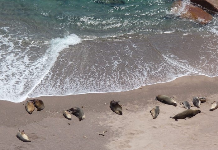 Sea Lion Colony Point Labatt South Australia