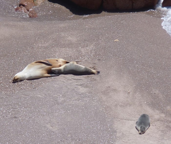 Sea Lion Colony Point Labatt South Australia