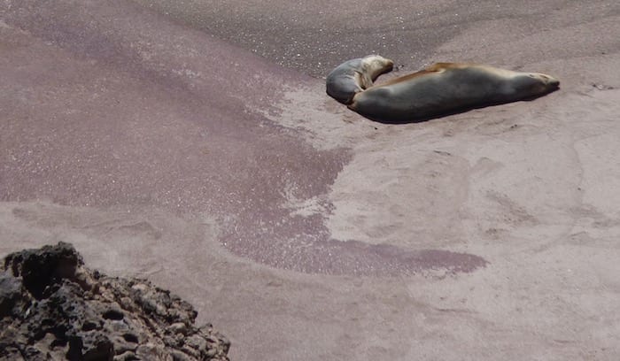 Sea Lion Colony Point Labatt South Australia