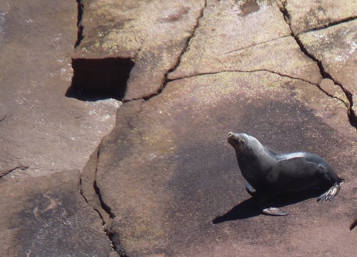 Sea Lion Colony Point Labatt South Australia