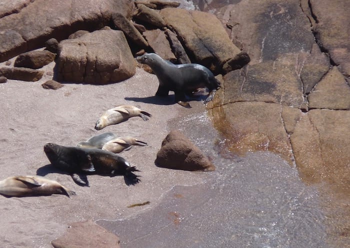 Sea Lion Colony Point Labatt South Australia