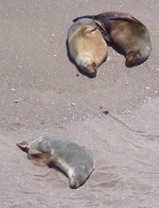 Sea Lion Colony Point Labatt South Australia