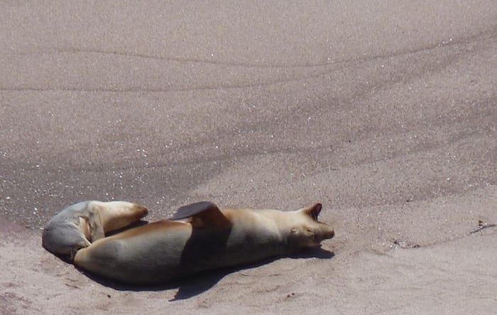 Sea Lion Colony Point Labatt South Australia