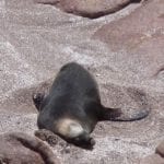 Sea Lion Colony Point Labatt South Australia