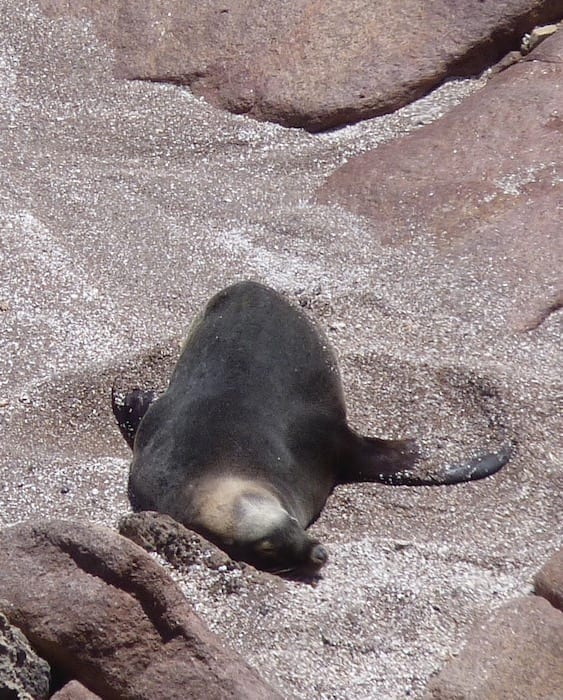 Sea Lion Colony Point Labatt South Australia