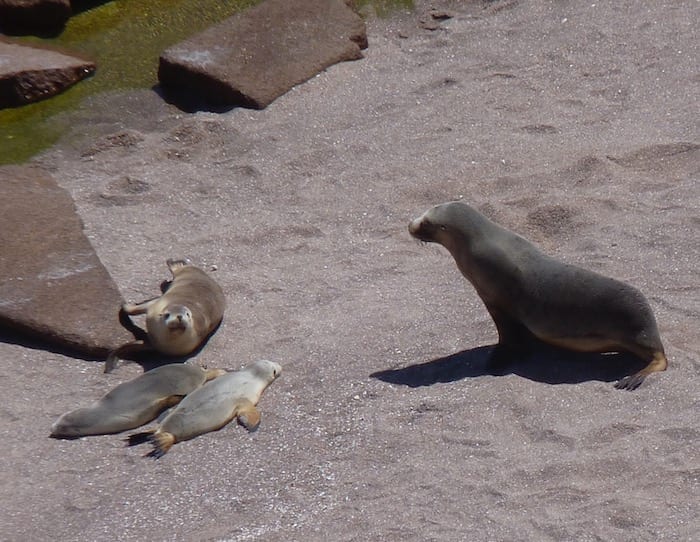 Sea Lion Colony Point Labatt South Australia