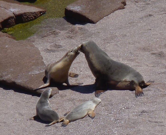 Sea Lion Colony Point Labatt South Australia