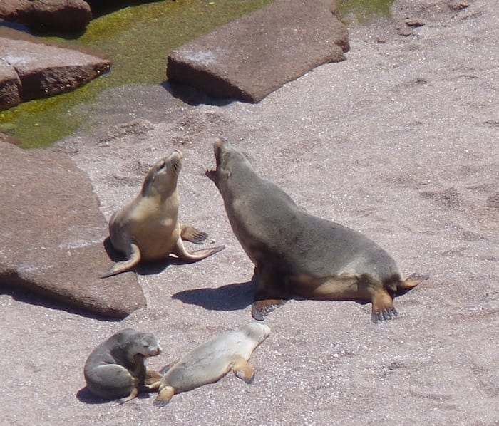 Sea Lion Colony Point Labatt South Australia