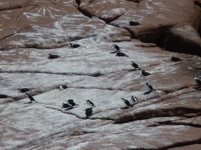 Sea Lion Colony Point Labatt South Australia