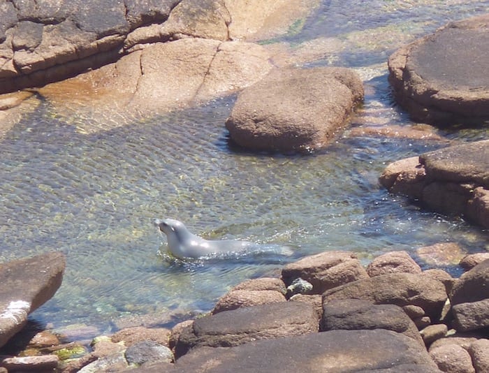 Sea Lion Colony Point Labatt South Australia