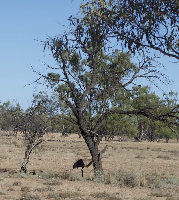 Emu Hiding, Camping Paroo River