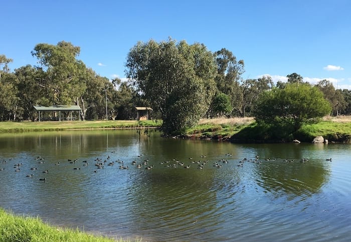 Water Birds Gum Bend Lake Condobolin NSW