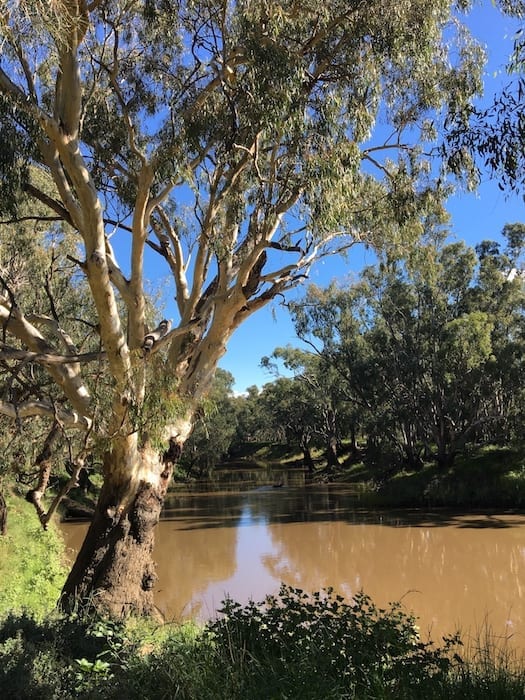 Lachlan River Gum Bend Lake Condobolin NSW