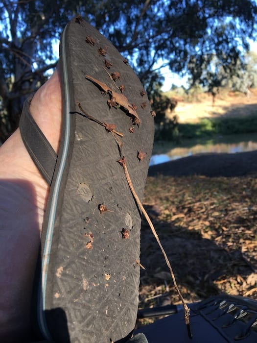 Big Burrs, Darling River Louth NSW