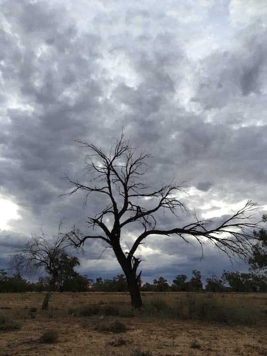 Twisted Gum, Camping Paroo River