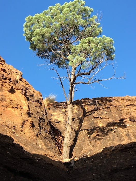 Mutawintji National Park