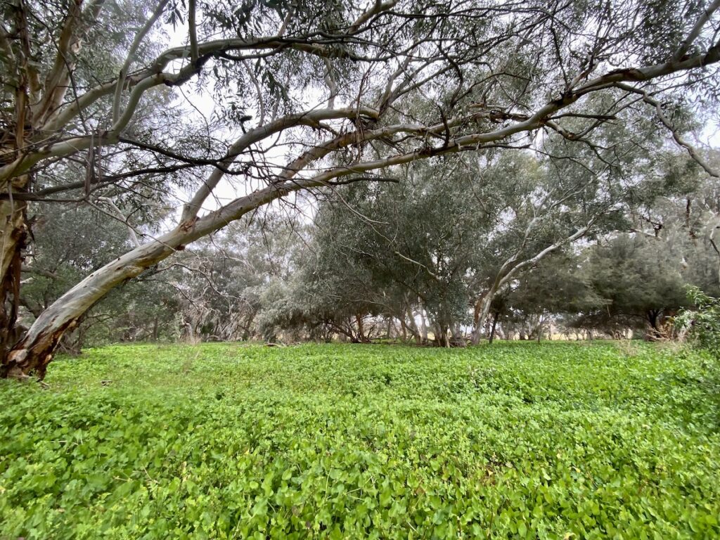 A field of greenery covers the creek on the walk to Mutawintji Gorge.