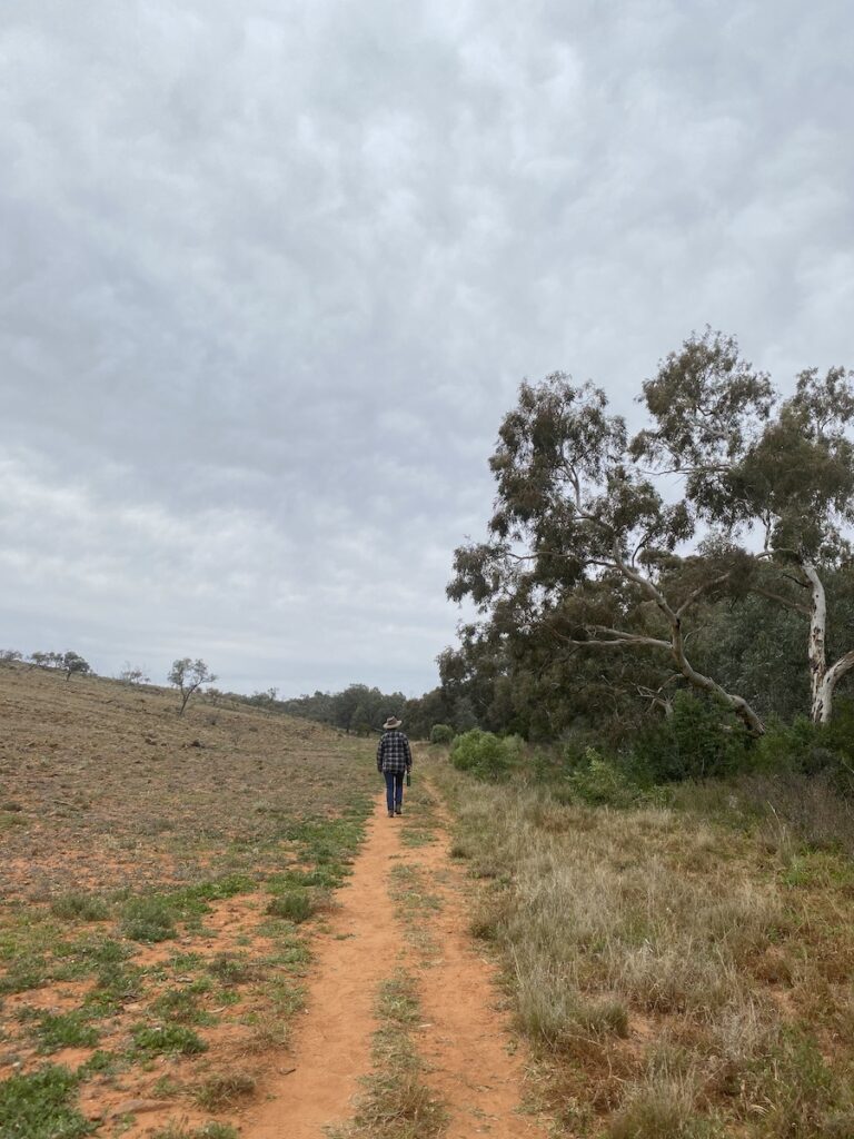 The walking track to Mutawintji Gorge is exposed and best done on a cool day.