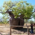 Boab Prison Tree, Derby, Western Australia