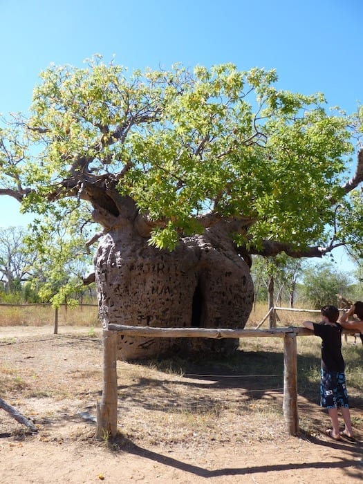 Boab Prison Tree, Derby, Western Australia