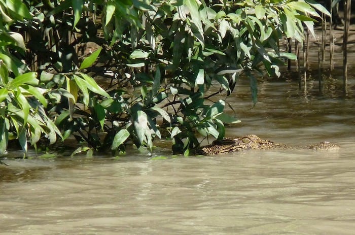 Saltwater Crocodiles - Jumping Croc Tour, Adelaide River NT