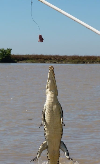 Saltwater Crocodiles - Jumping Croc Tour, Adelaide River NT