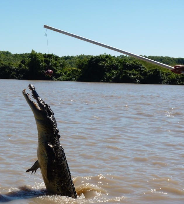 Saltwater Crocodiles - Jumping Croc Tour, Adelaide River NT