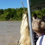 Saltwater Crocodiles - Jumping Croc Tour, Adelaide River NT