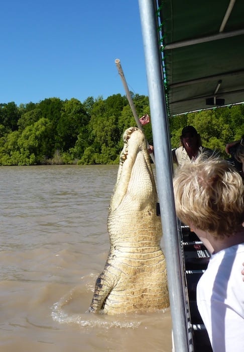 Saltwater Crocodiles - Jumping Croc Tour, Adelaide River NT