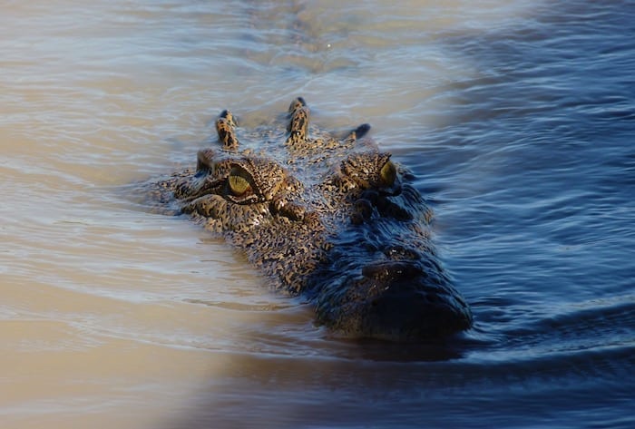 Saltwater Crocodiles - Jumping Croc Tour, Adelaide River NT