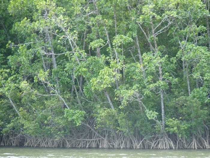 Saltwater Crocodiles- Mangroves, Daintree River, QLD