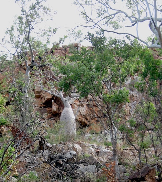 Boab tree, Bell Gorge.