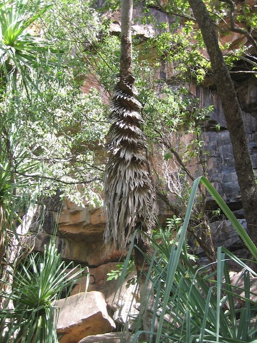 Beautiful palm twisted like a corkscrew at Galvans Gorge.