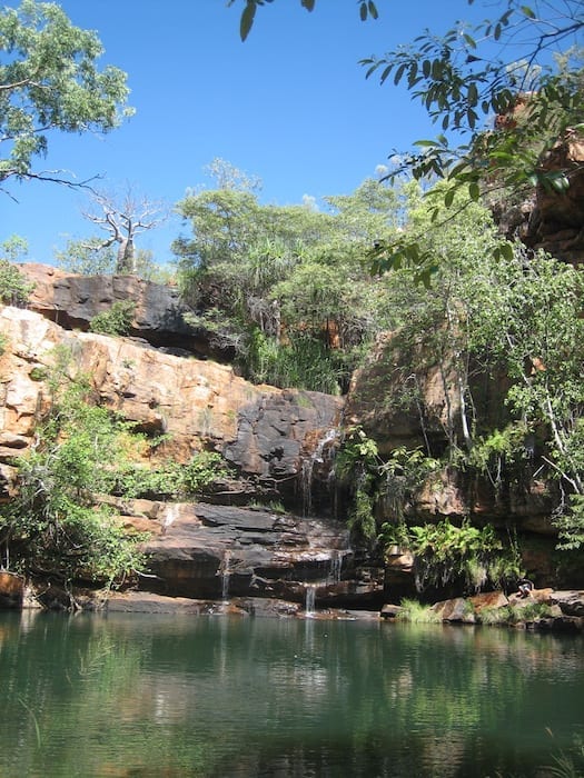 Giant boab tree keeps watch over Galvans Gorge.