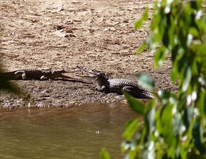 Freshwater crocodiles at Windjana Gorge