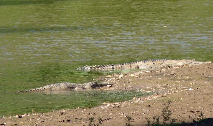 Freshwater crocodiles at Windjana Gorge