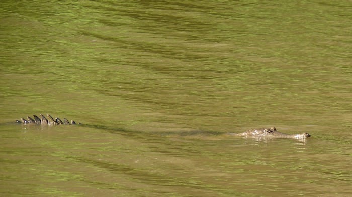 Freshwater crocodiles at Windjana Gorge